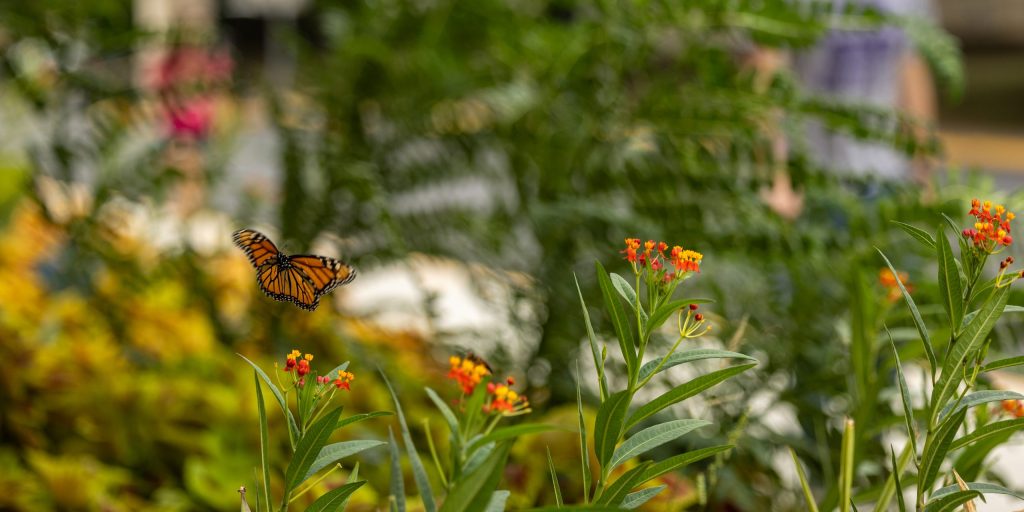 Flower Garden
