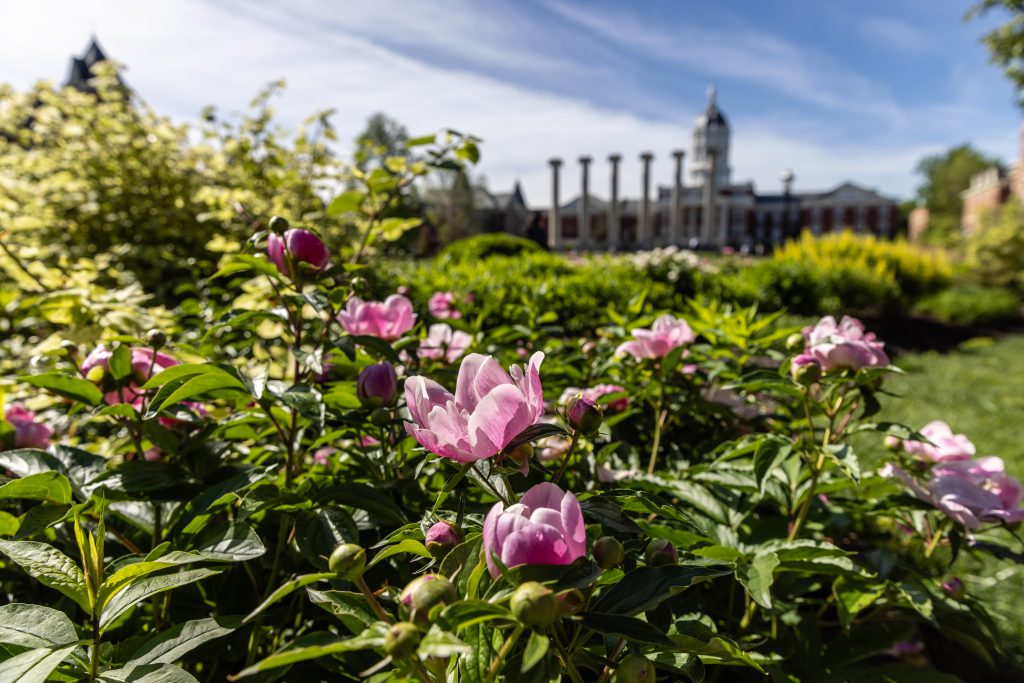 Flower garden on the Francis Quadrangle