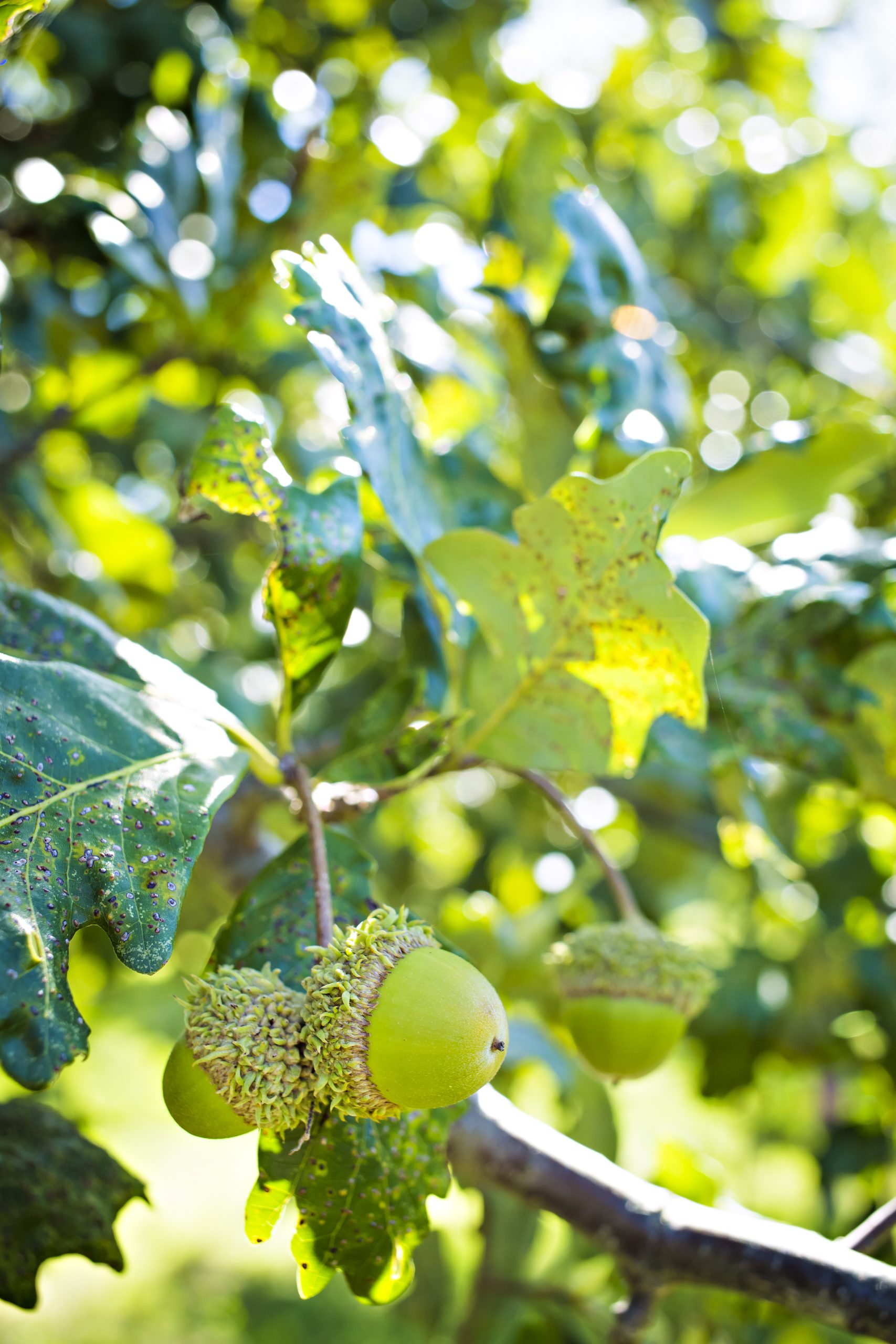 A close-up view of green acorns on an oak branch.