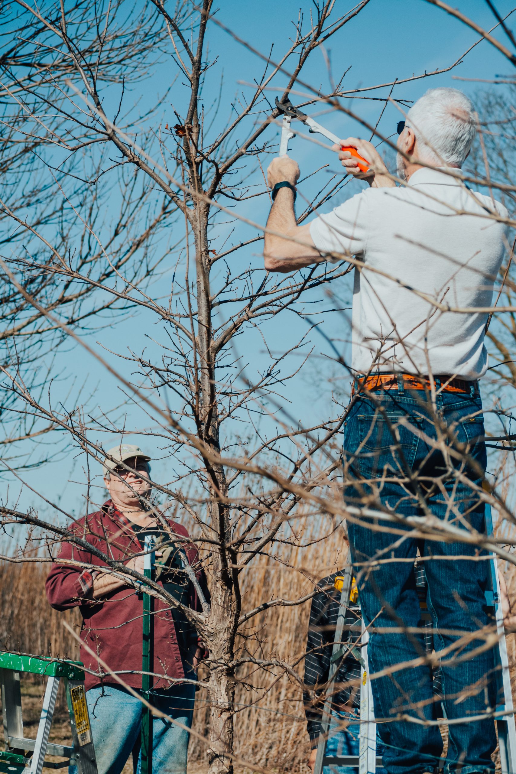 A man stands on a ladder and prunes a tree.