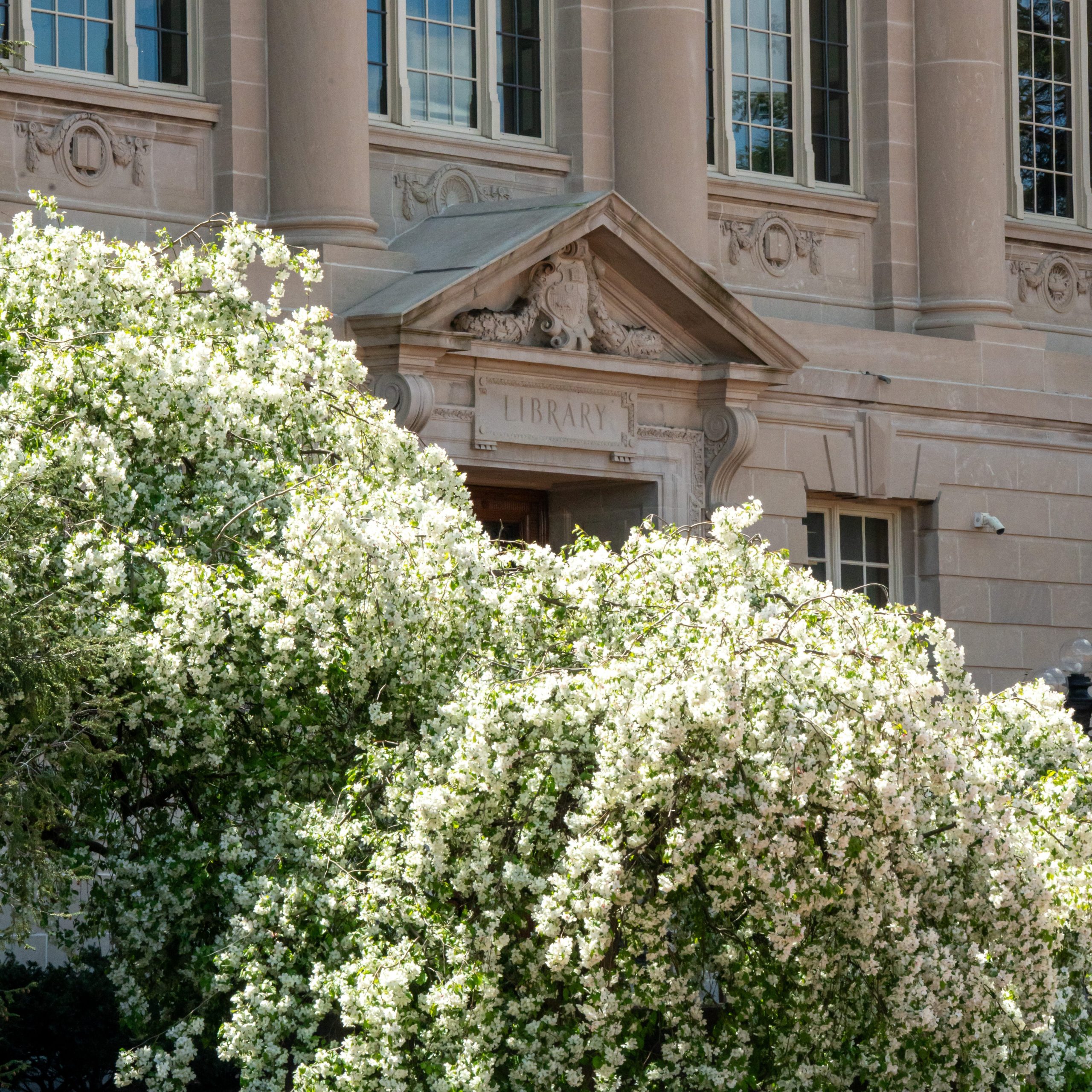 Flowering bush outside Ellis Library