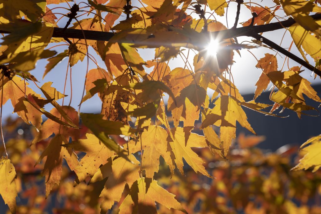 Fall Leaves