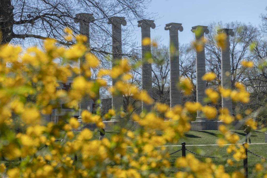 Yellow flowers with columns in the background