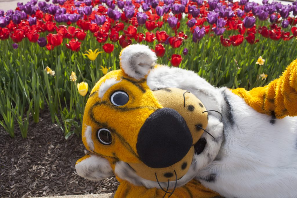 Truman posing in a bed of Tulips