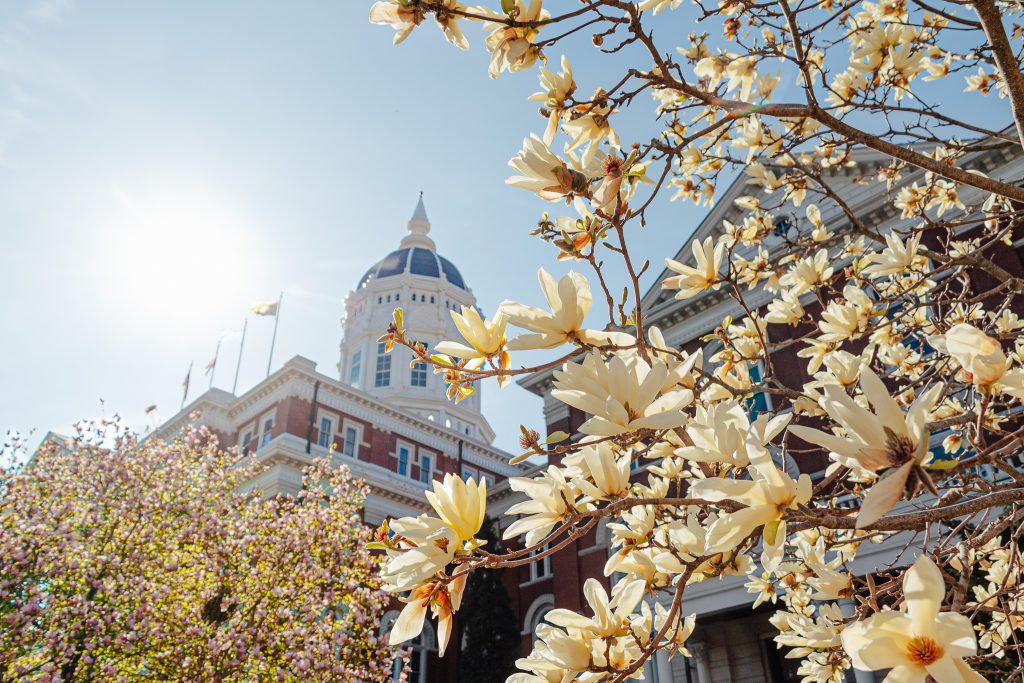 Up-close view of flowering tree in front of Jesse Hall