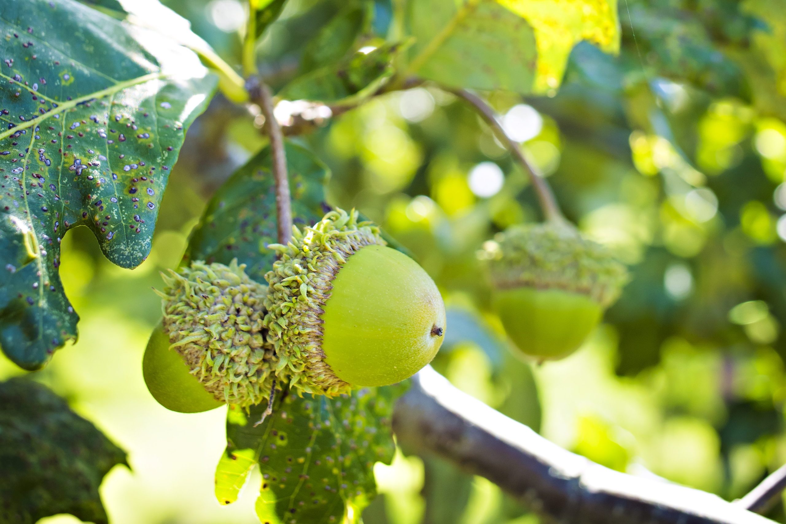 A close-up view of green acorns on an oak branch.
