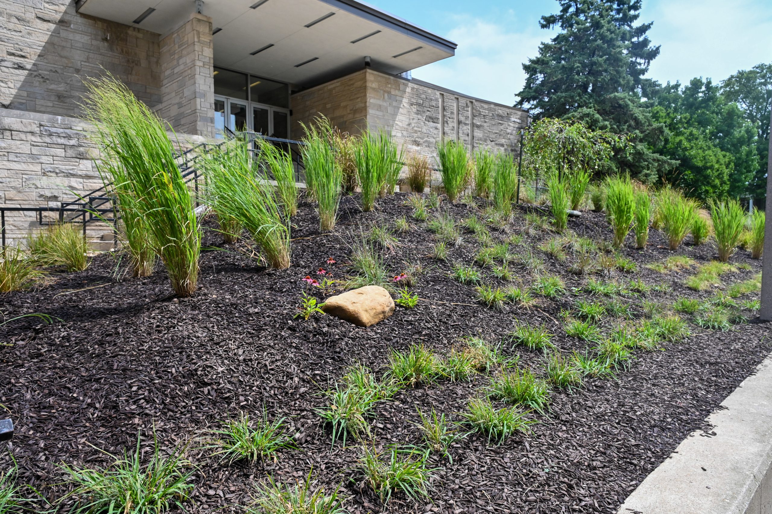Grasses at the Ornamental Grass Garden