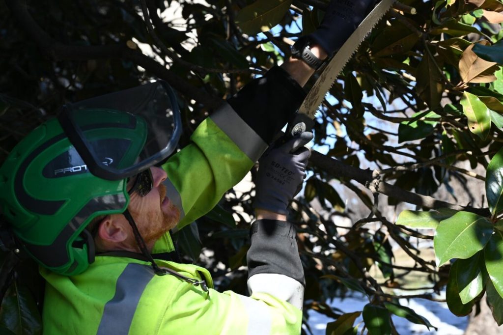 Landscape Services Urban Forester, Sam, pruning campus trees