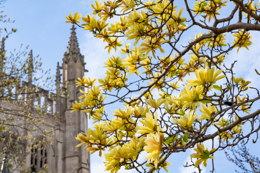 yellow flowering tree