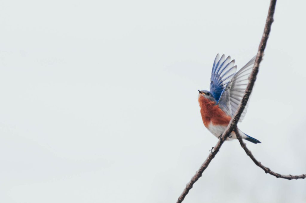 Blue bird sitting on a branch