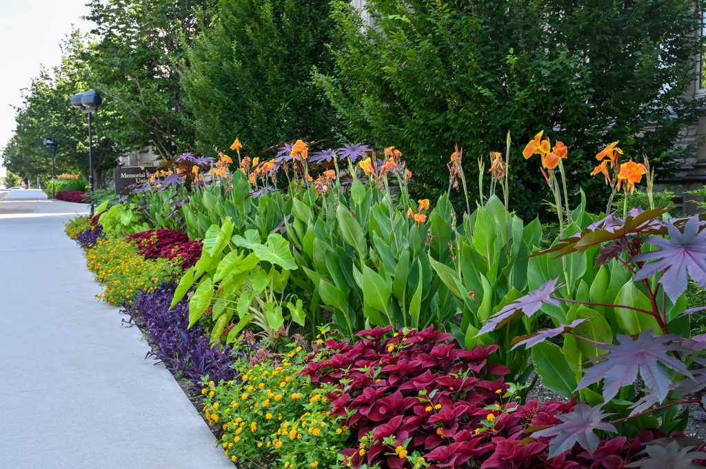 Memorial Union Annual Flower Garden